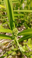 Cyperus lupulinus