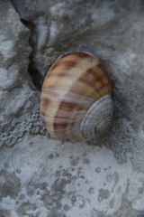 Helix secernenda