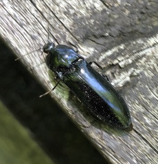 Melanactes