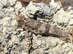 Trimerotropis occidentalis