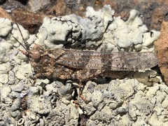 Trimerotropis occidentalis