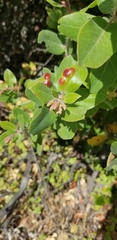 Exobasidium arctostaphyli