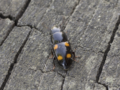 Glischrochilus hortensis