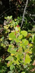 Exobasidium arctostaphyli