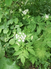 Aegopodium podagraria