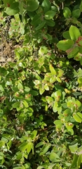 Exobasidium arctostaphyli