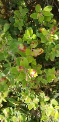 Exobasidium arctostaphyli