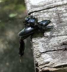 Melanactes
