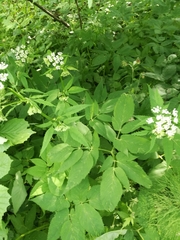 Aegopodium podagraria