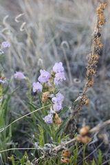 Penstemon jamesii