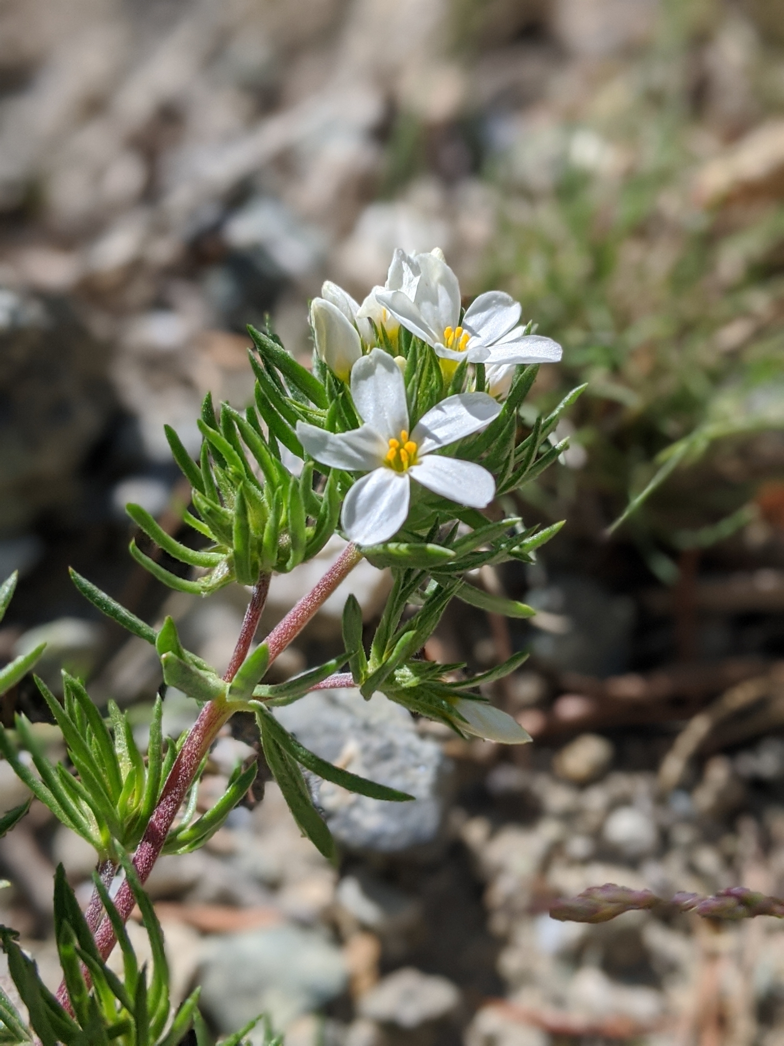 Leptosiphon nuttallii