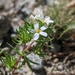 Nuttall's Linanthus - Photo (c) Ruthann, some rights reserved (CC BY-NC), uploaded by Ruthann