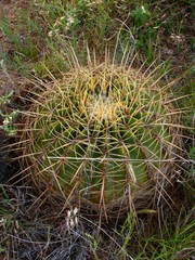 Ferocactus histrix