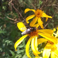 Copestylum mexicanum