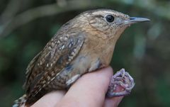 Troglodytes aedon brunneicollis