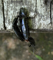Melanactes
