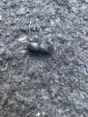 Dorcus parallelipipedus