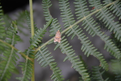 Syricoris lacunana