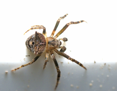 Araneus arenaceus