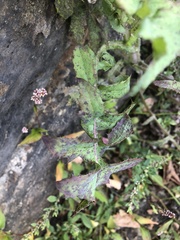 Septoria sonchifolia