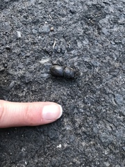 Dorcus parallelipipedus