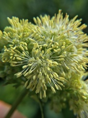 Thalictrum flavum