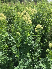 Thalictrum flavum
