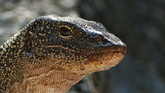 Varanus indicus