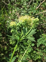 Thalictrum flavum