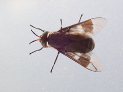 Chrysops ater