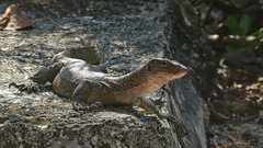 Varanus indicus