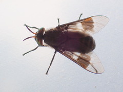 Chrysops ater