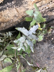 Golovinomyces sonchicola