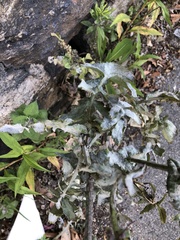 Golovinomyces sonchicola