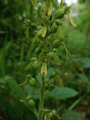 Neottia ovata