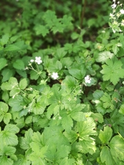 Geranium sylvaticum