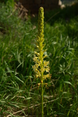 Eremurus spectabilis