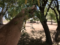 Prosopis chilensis