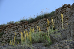 Eremurus spectabilis