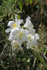 Lilium candidum