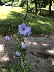 Cichorium intybus