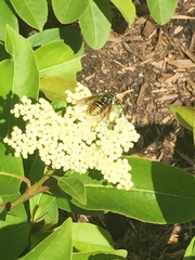 Temnostoma alternans