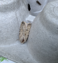 Caradrina clavipalpis