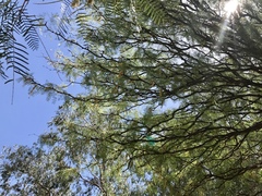 Prosopis chilensis