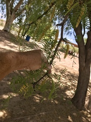 Prosopis chilensis