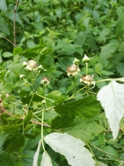 Rubus idaeus