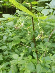 Rubus idaeus