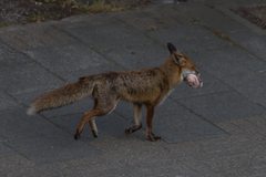 Vulpes vulpes
