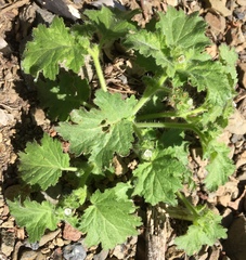 Phacelia rattanii