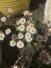 Bellis perennis